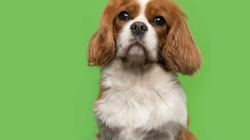 כלבים