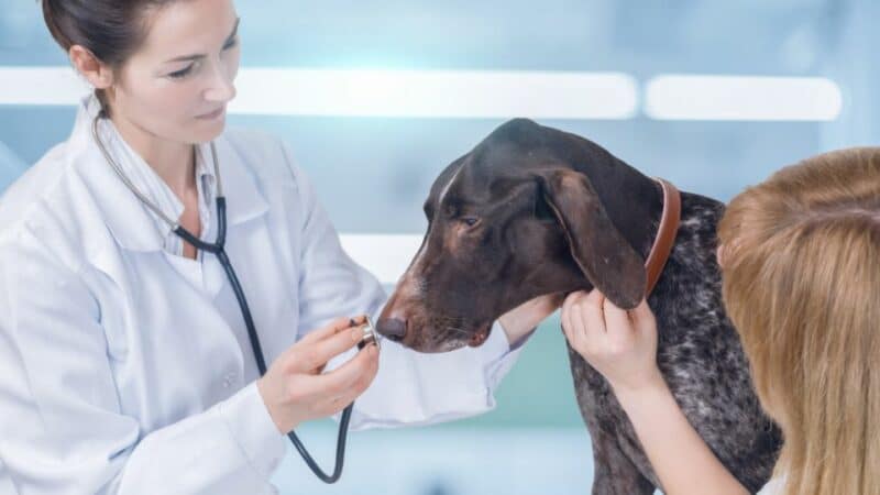 בריאות לכלבים