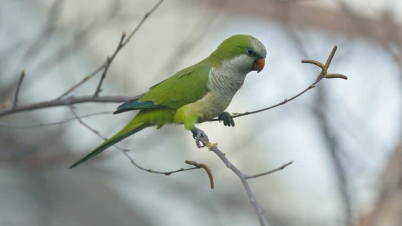 תוכי קוואקר